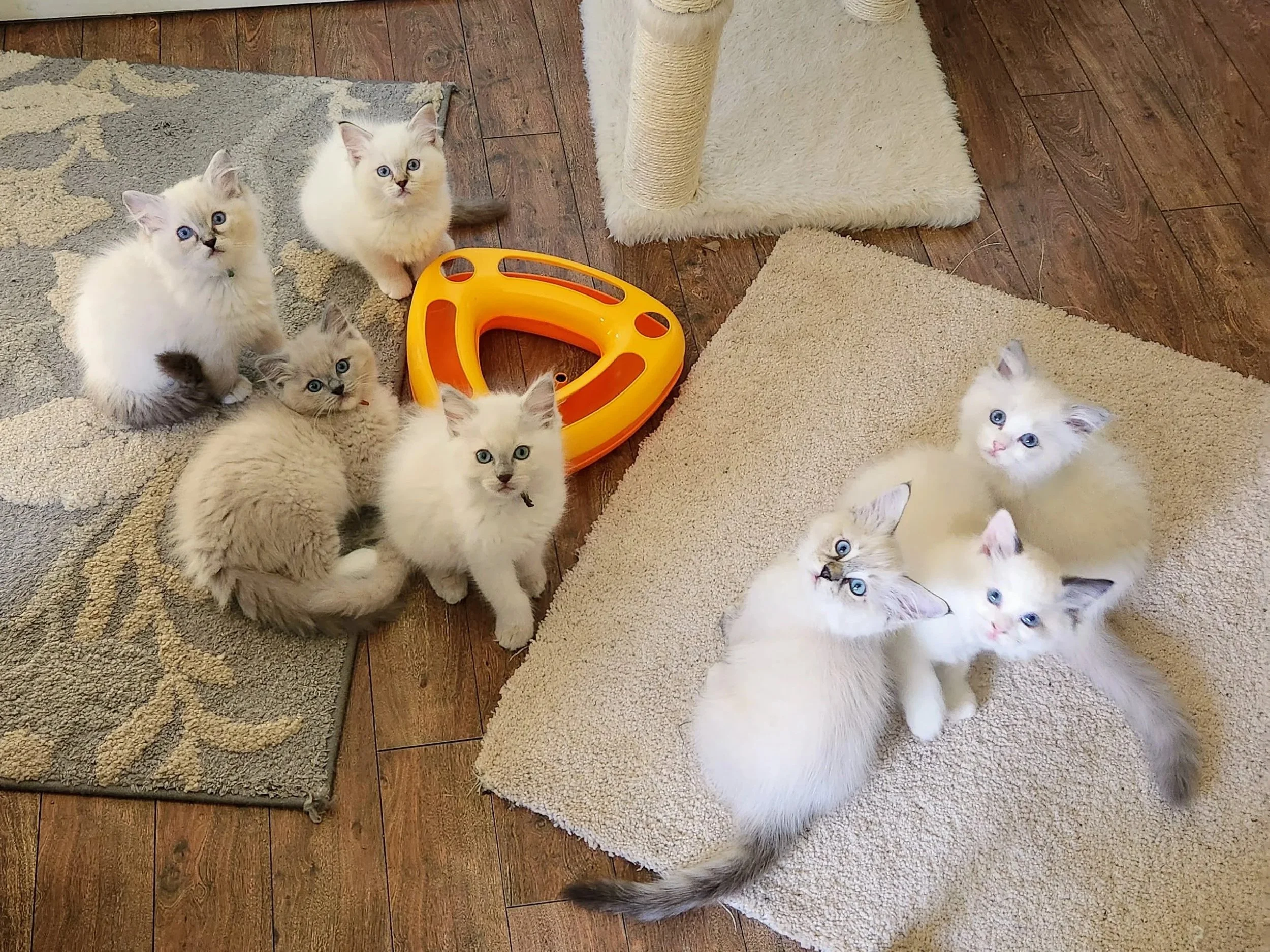 MJ's Ragdolls kittens from Maine