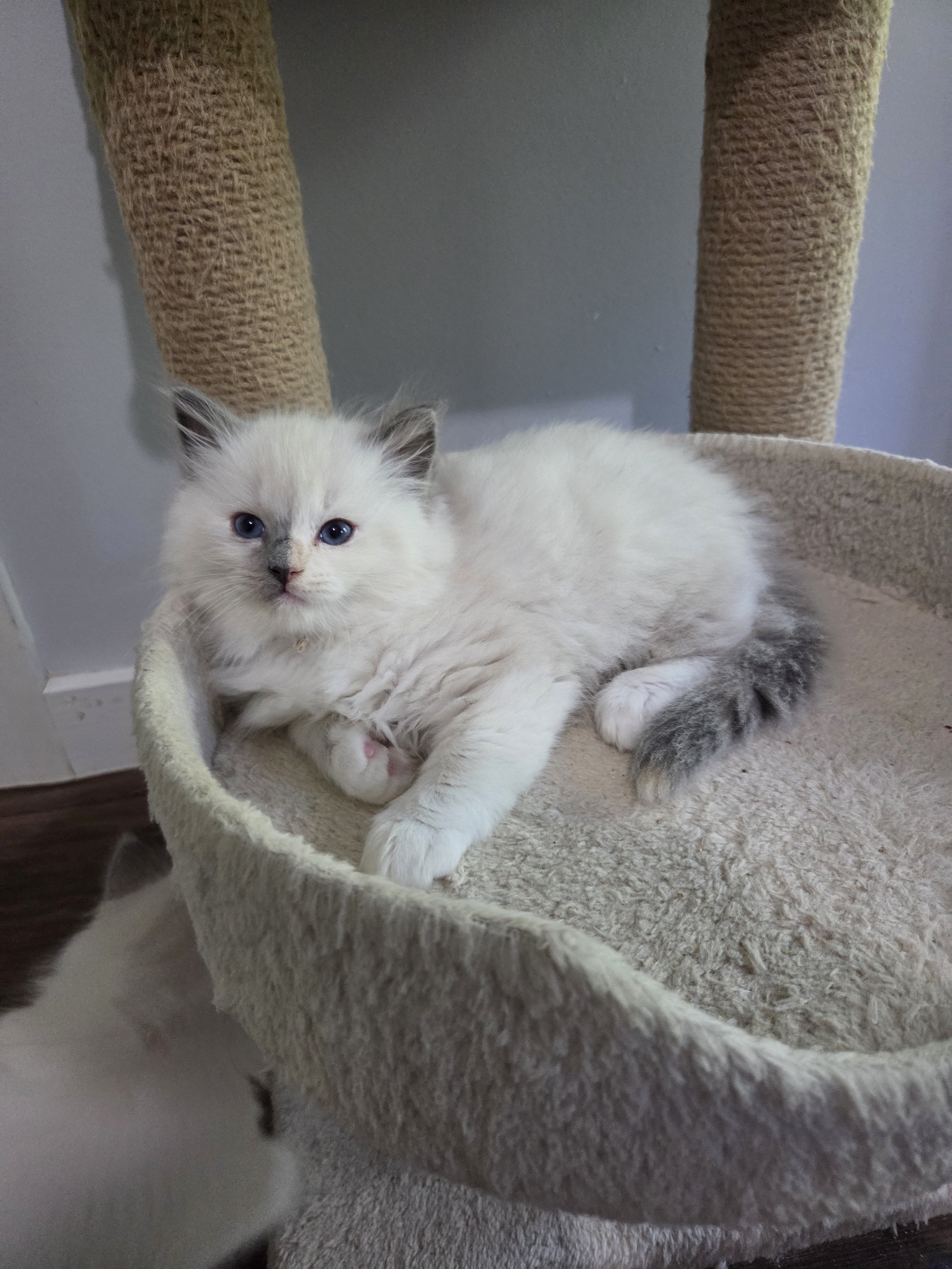 Seal Lynx Mitted male kitten available at MJ's Ragdolls.