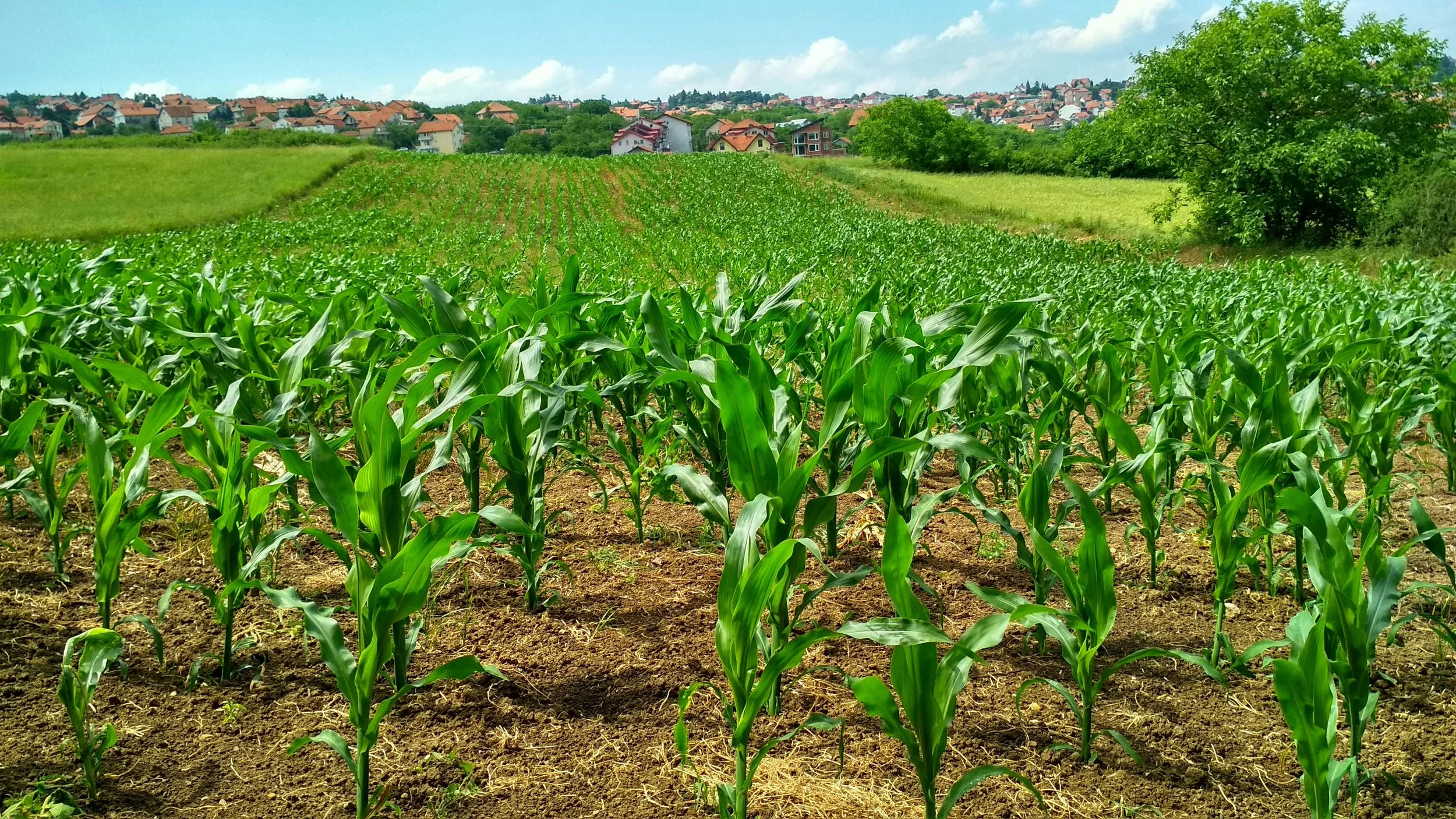 Third-Party Verification: The Growers Program