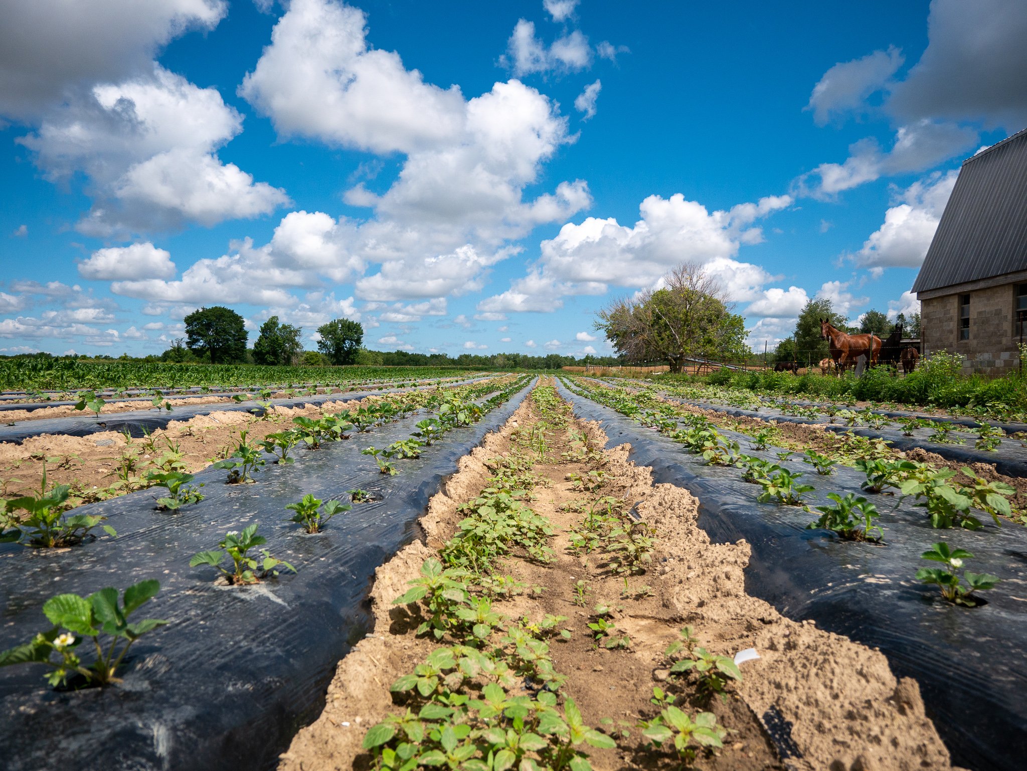 Cadmium a New Worry for Vegetable and Fruit Growers