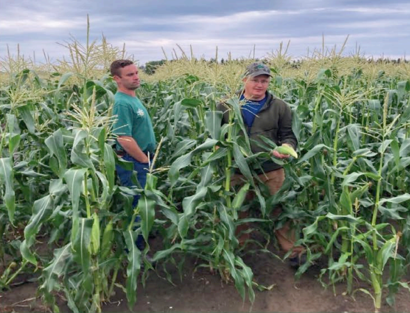 Summer Sweet. Sweeeet Corn