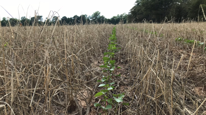Tillage and Oxygen