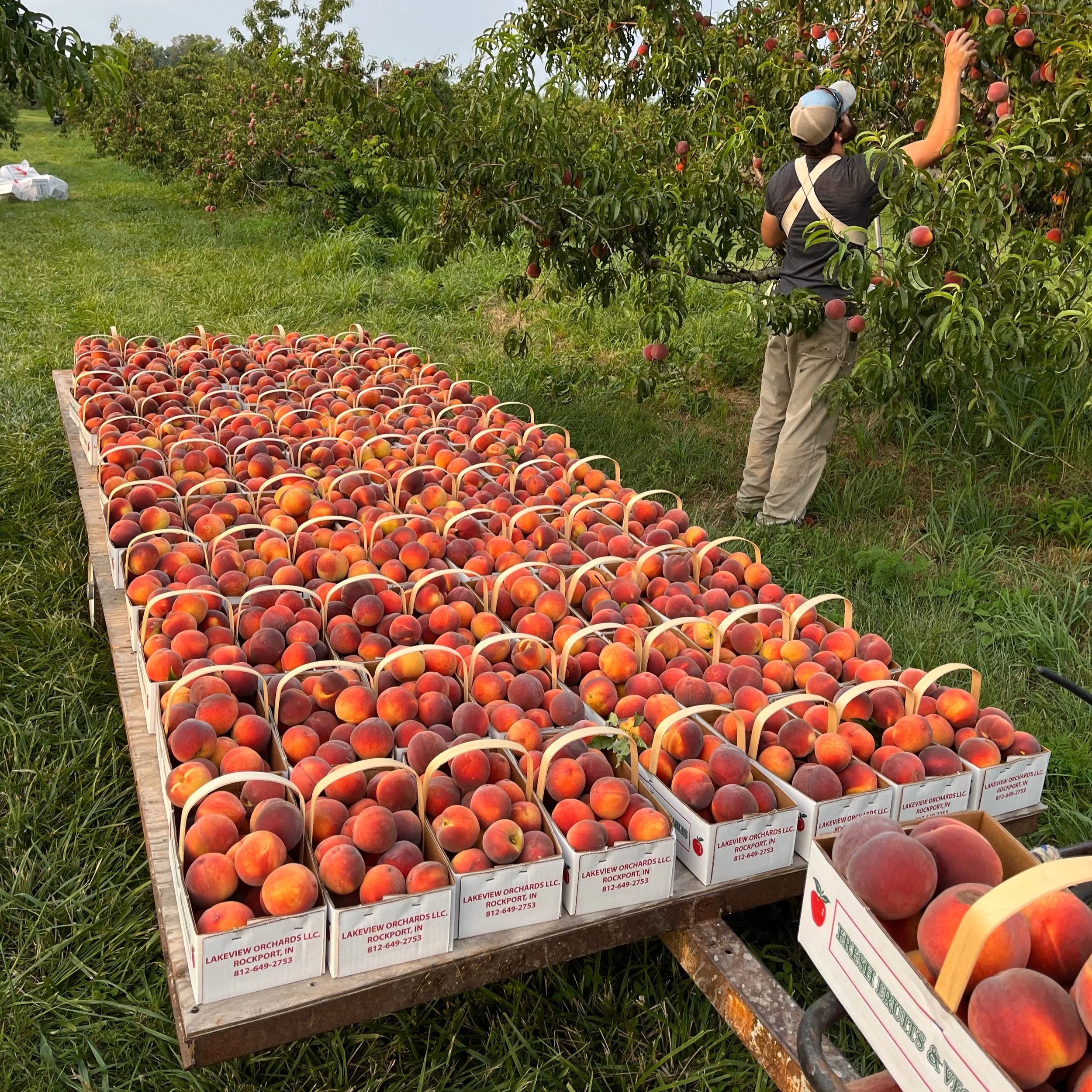 A Peach of a Day