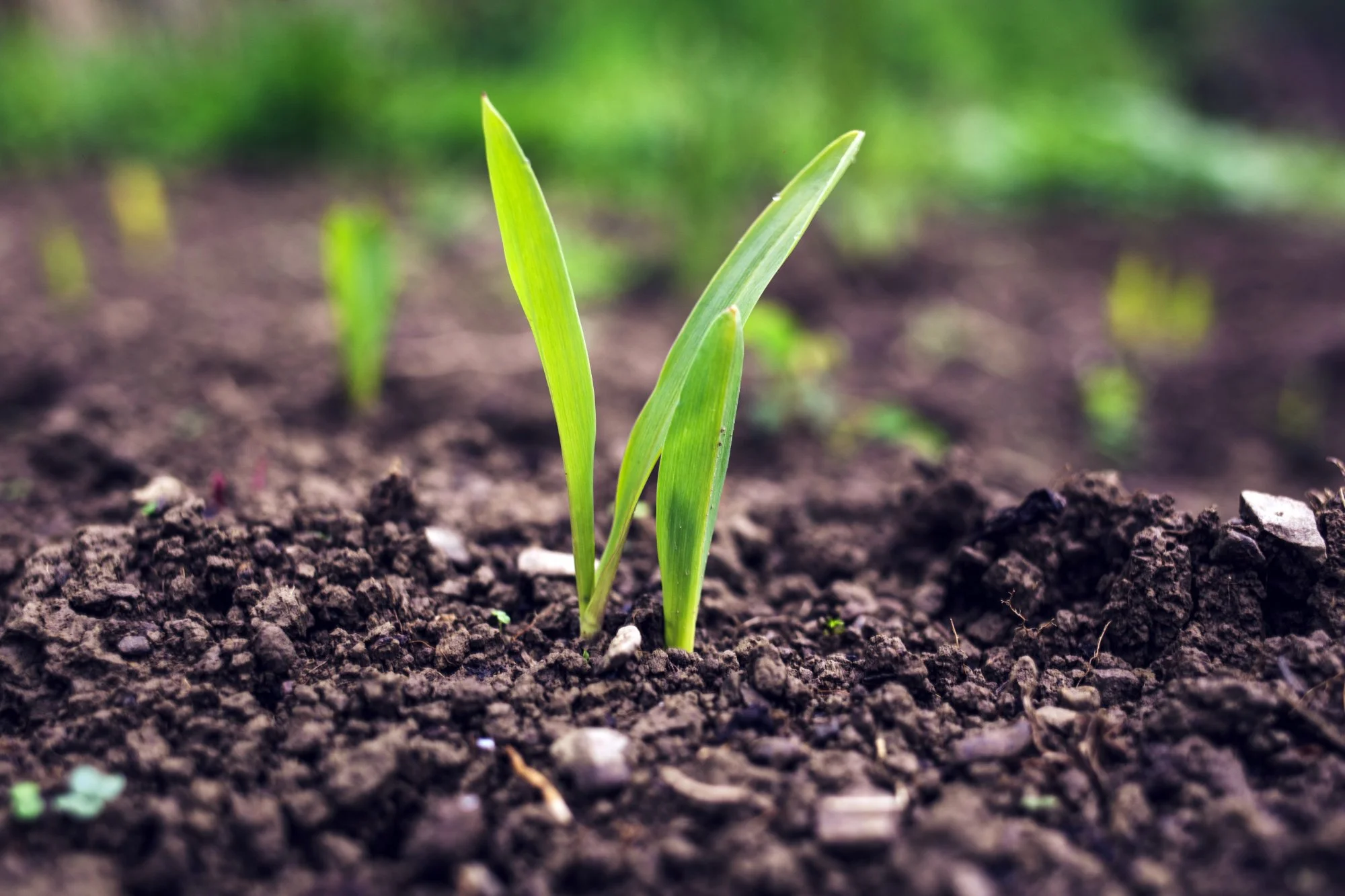 Humus: The Building Block of Soil