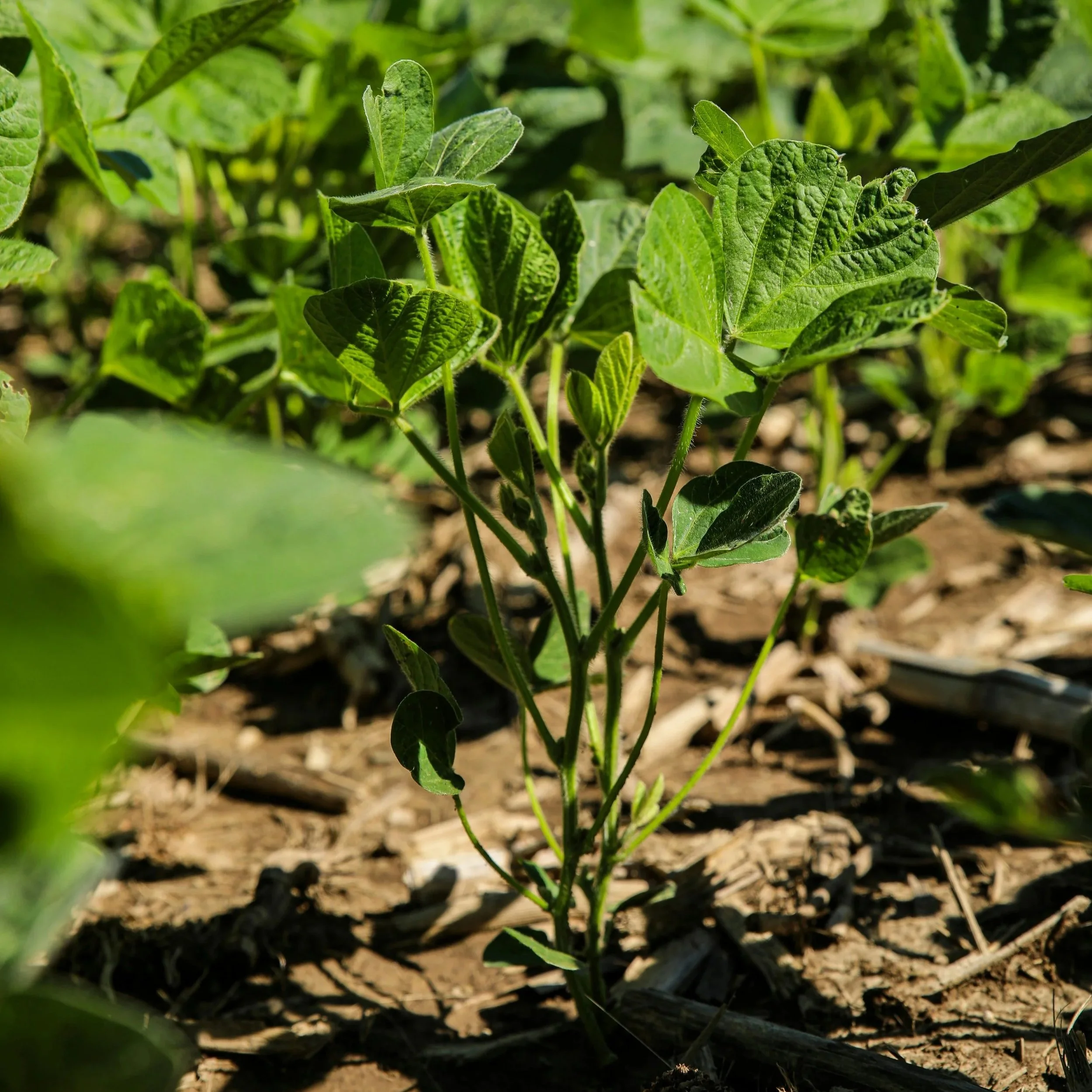 In-Furrow Technology: Soybeans