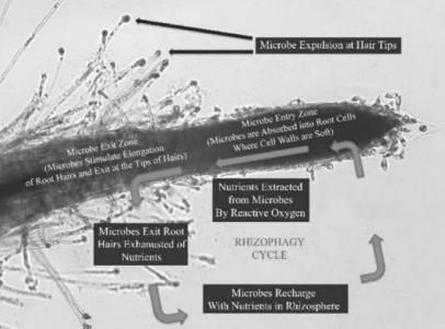 How Rhizophagy Works