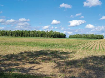 What’s That Green Spot? A Check Plot