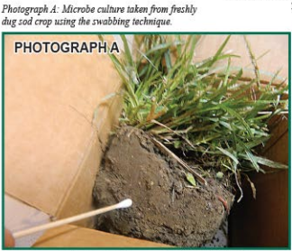 GMS and Soil Microbiological Life