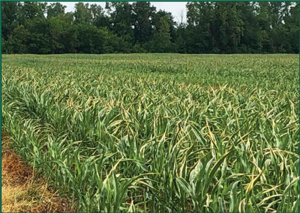 Go with the Pros: Proper Foliar Feeding
