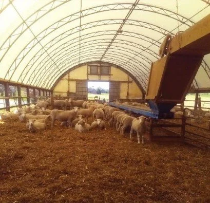 Don’t Forget The Sheep