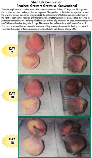 Making Your Own Recommendations: Peach Trees