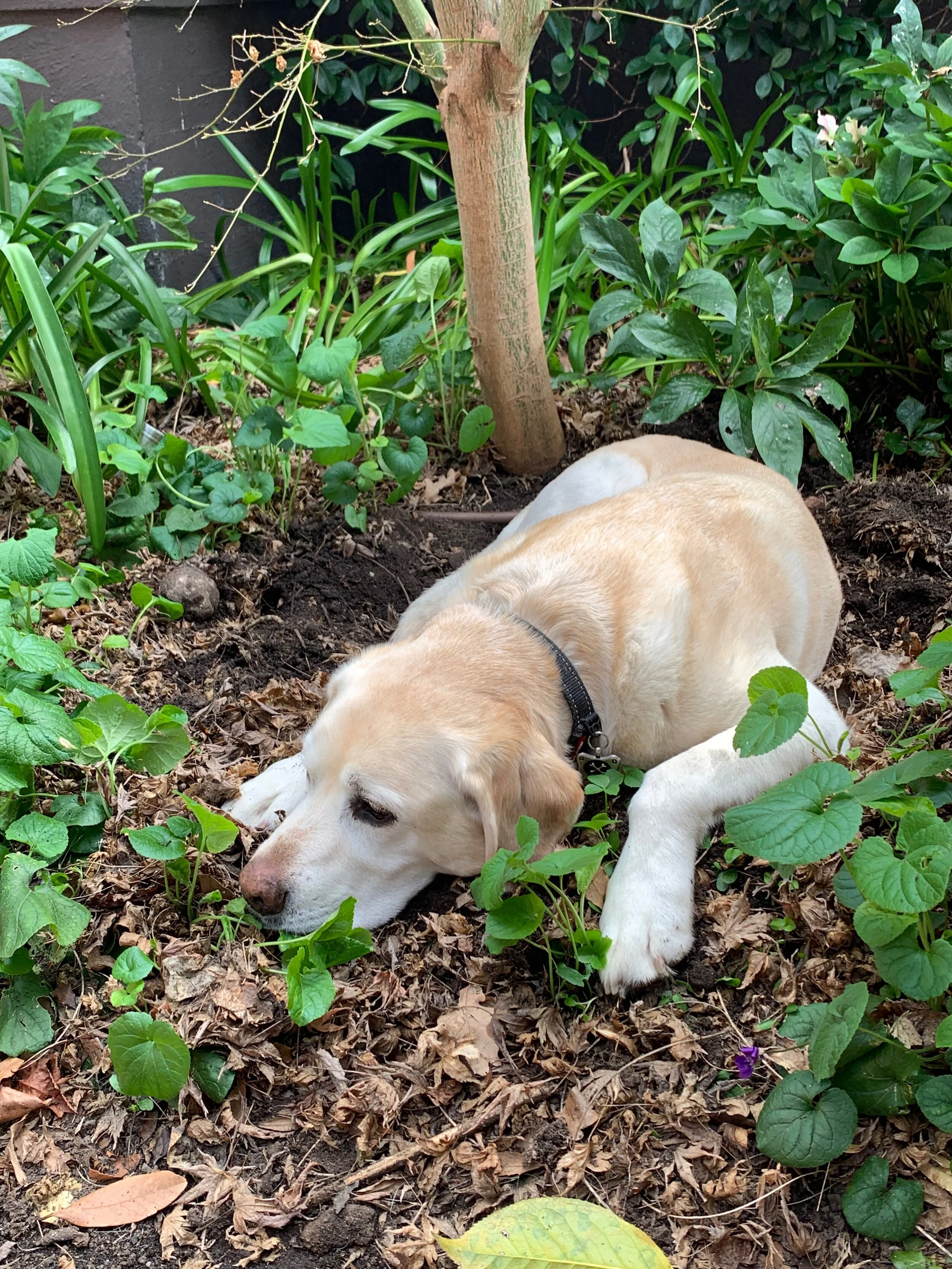 Scallops, Pork and Fennel Gyoza — A Gyoza Otaku 餃子