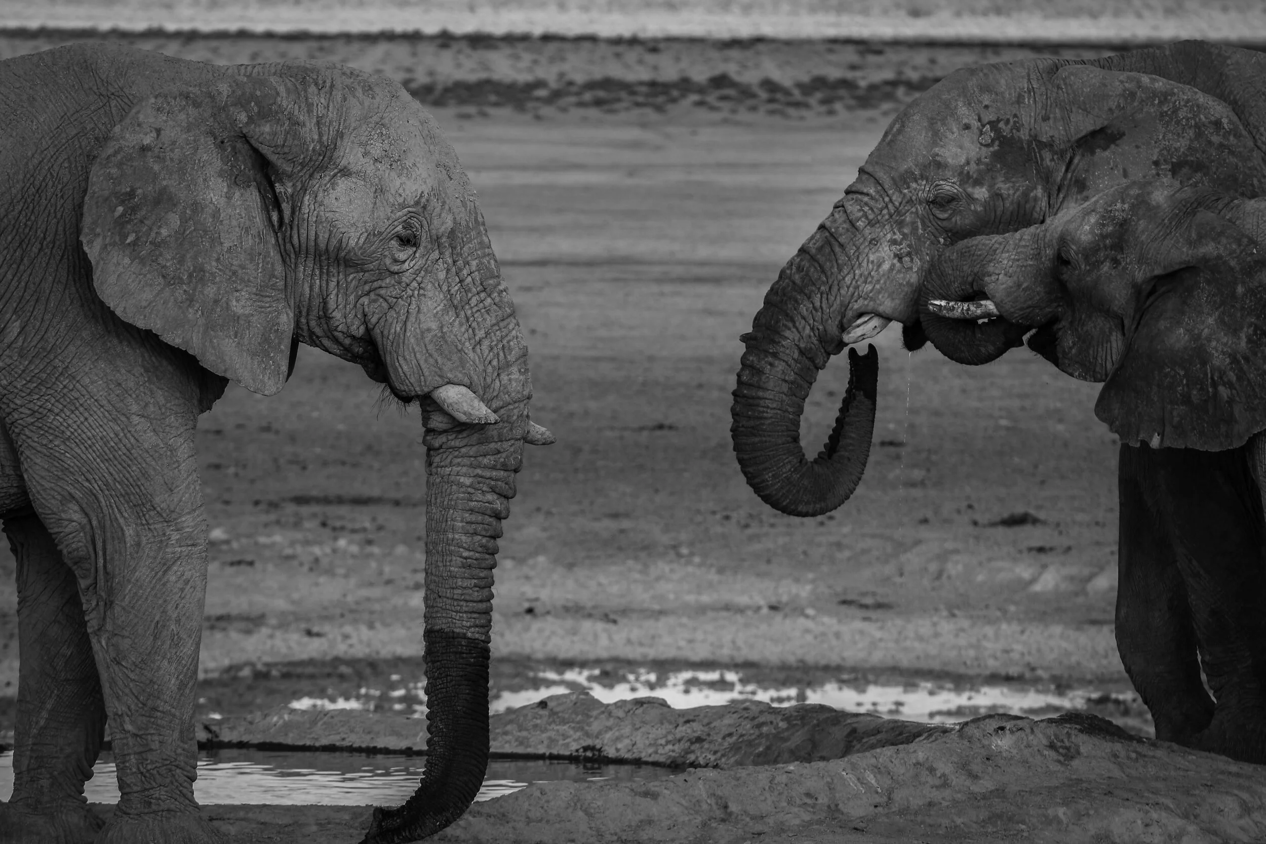 Etosha, Namibia