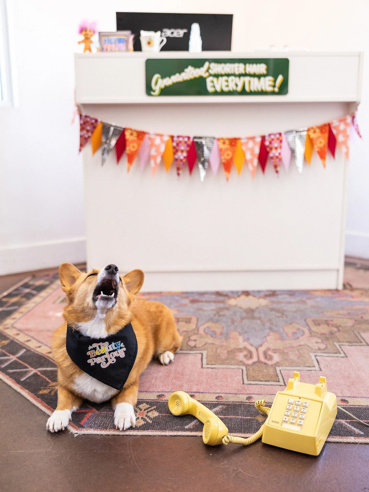 ✨Kimchi can&rsquo;t come to the phone, he&rsquo;s busy getting belly rubs. 
Book your appointment now through our website for Kimchi love &amp; great hair services. 

#eastnashvillesalons #nashvillehairsalon 
#eastnashvillehair #nashvillehair #nashvi