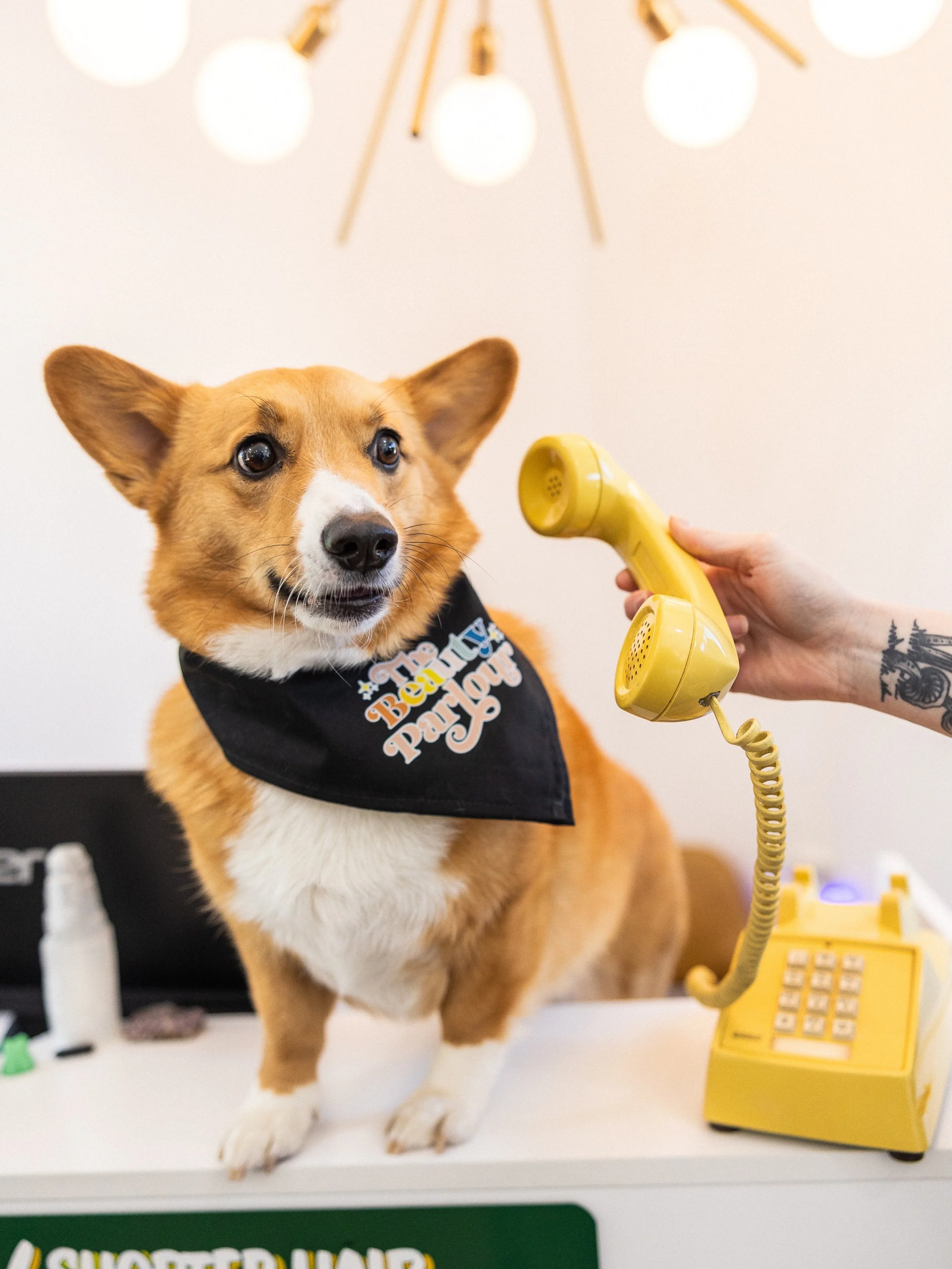 We can&rsquo;t come to the phone right now, we&rsquo;re busy loving on Kimchi ☎️ 💖
But really, we do all of our bookings exclusively online through our website. Book now in the link in our bio! 

.
.

#eastnashvillesalon #nashvillehair #eastnashvill