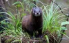 European Mink — IUCN SSC Small Carnivore Specialist Group