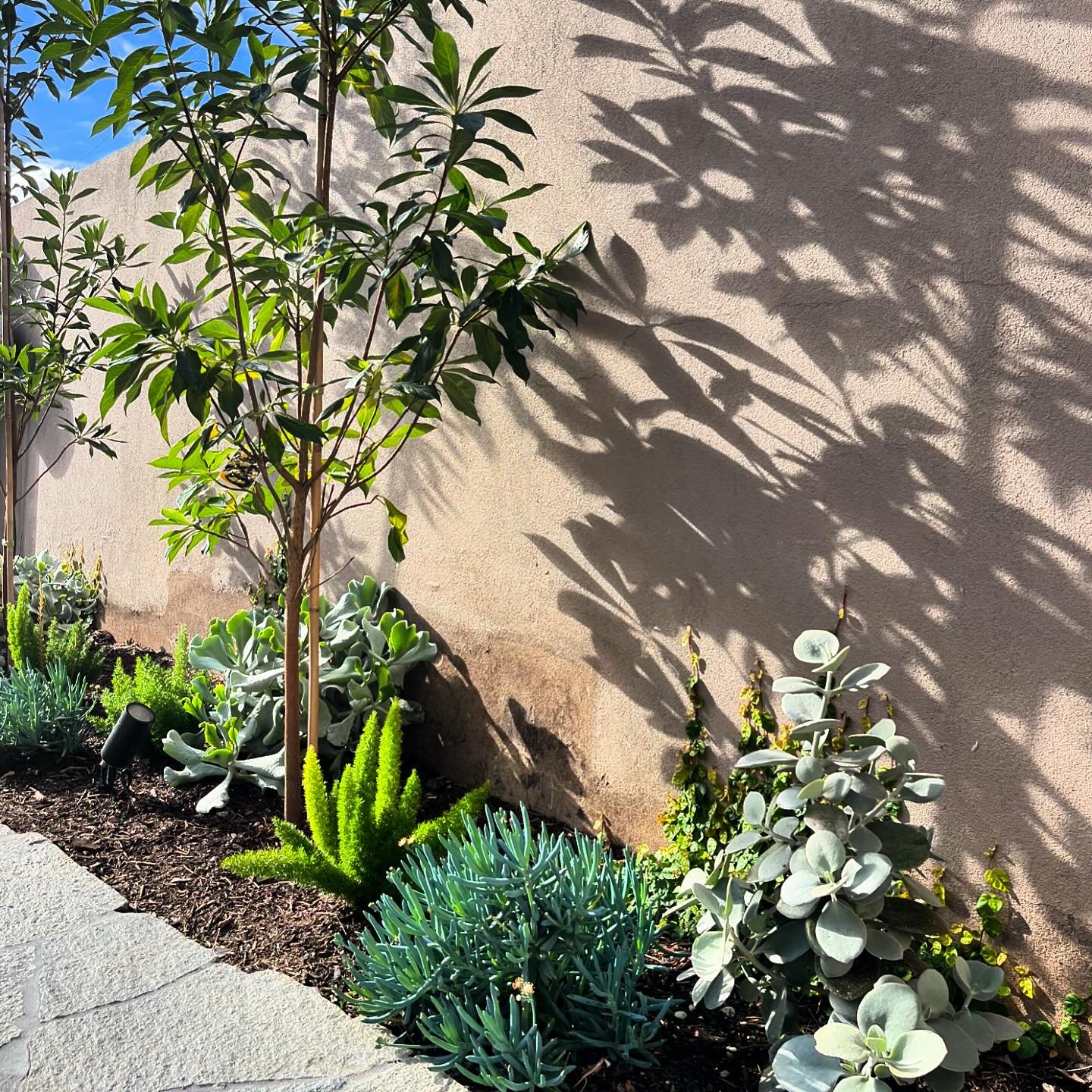Our beautiful landscaping project in Black Rock is flourishing, it&rsquo;s settled in so well and the plants are very happy 💚#landscaping #landscape #landscapedesign #garden #gardening #lawncare #construction #gardendesign #nature #landscapephotogra