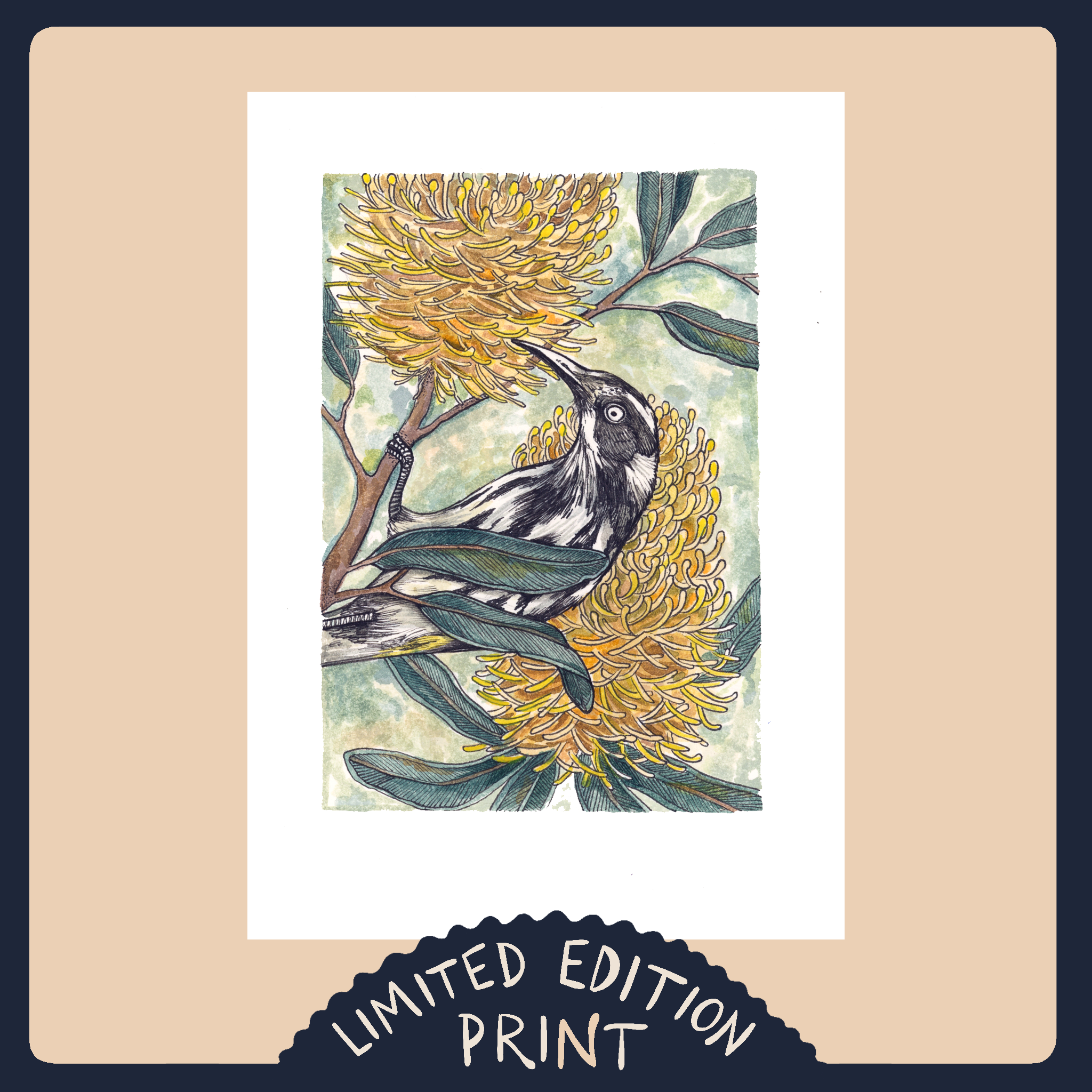 New Holland Honey Eater- Limited Edition Print
