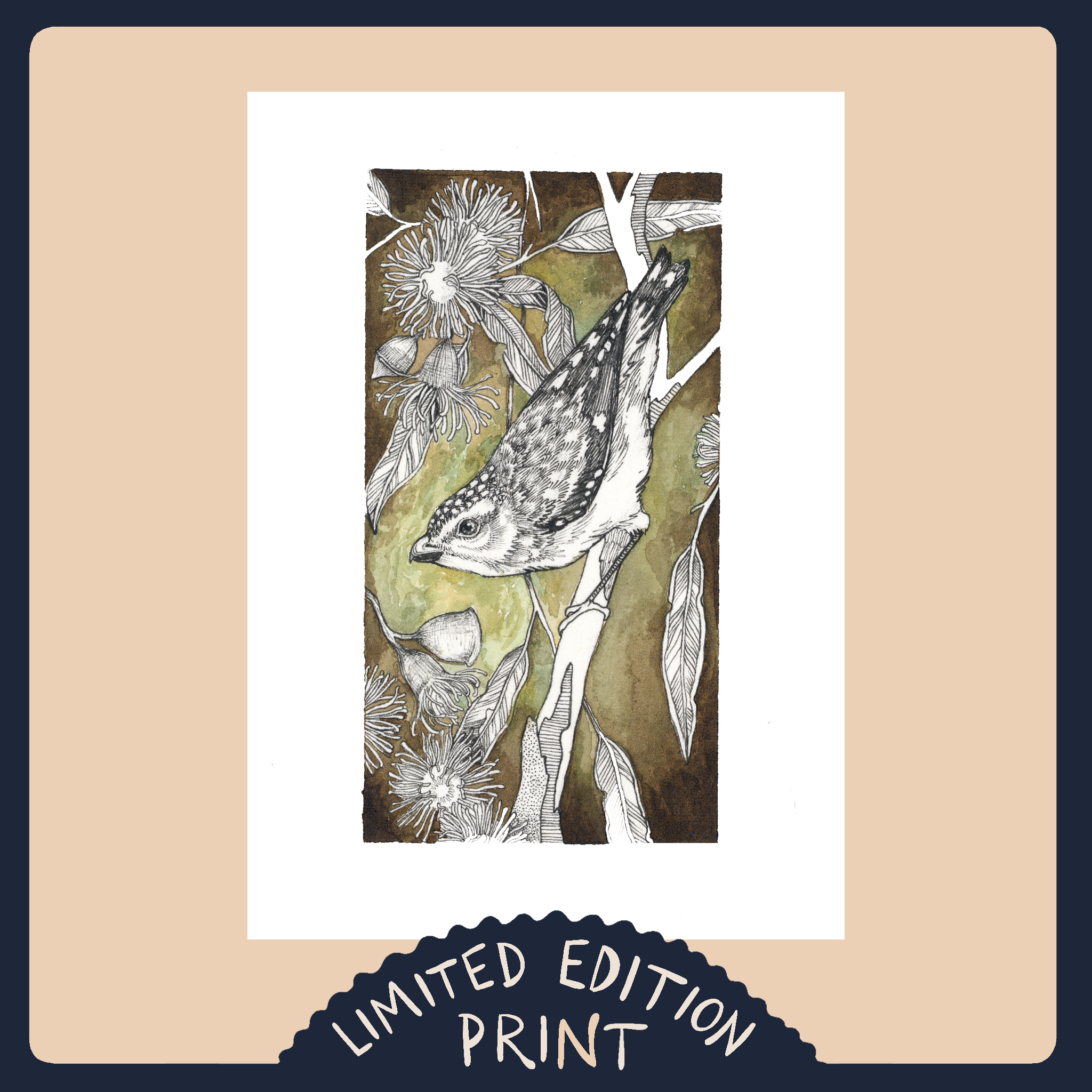 Spotted Pardalote 1- Limited Edition Print