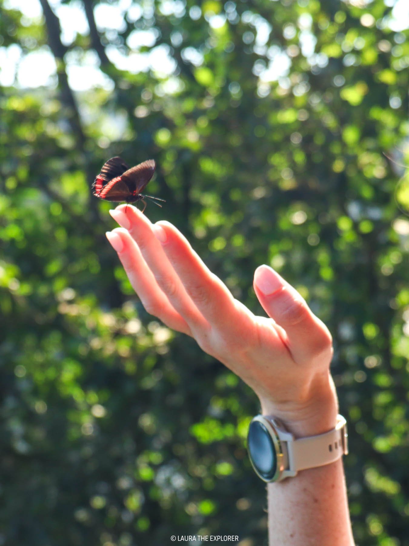 wildlife at iguazu falls