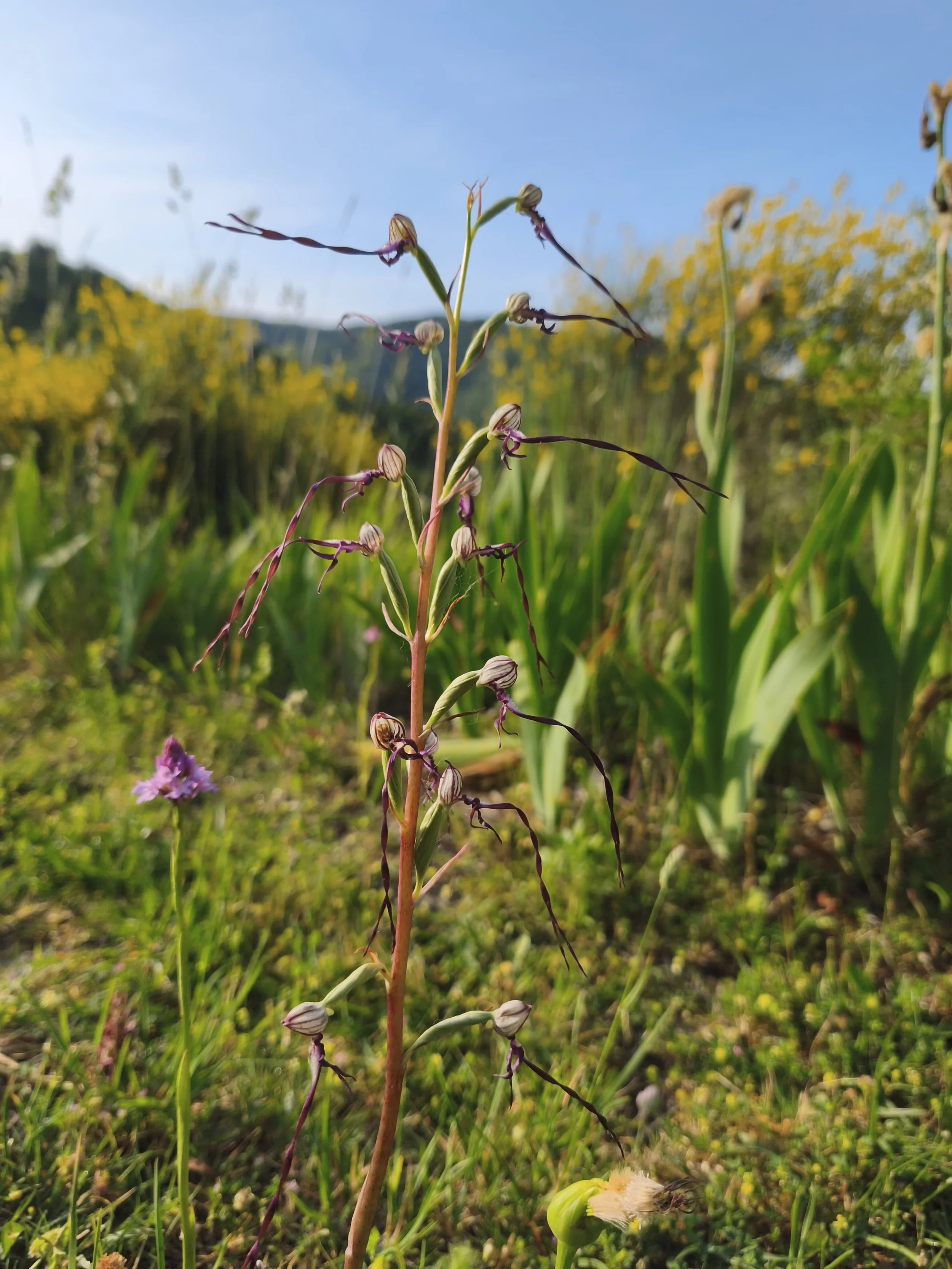 A Rare and Wondrous Discovery at Casa Rosa: The Elusive Lizard Orchid