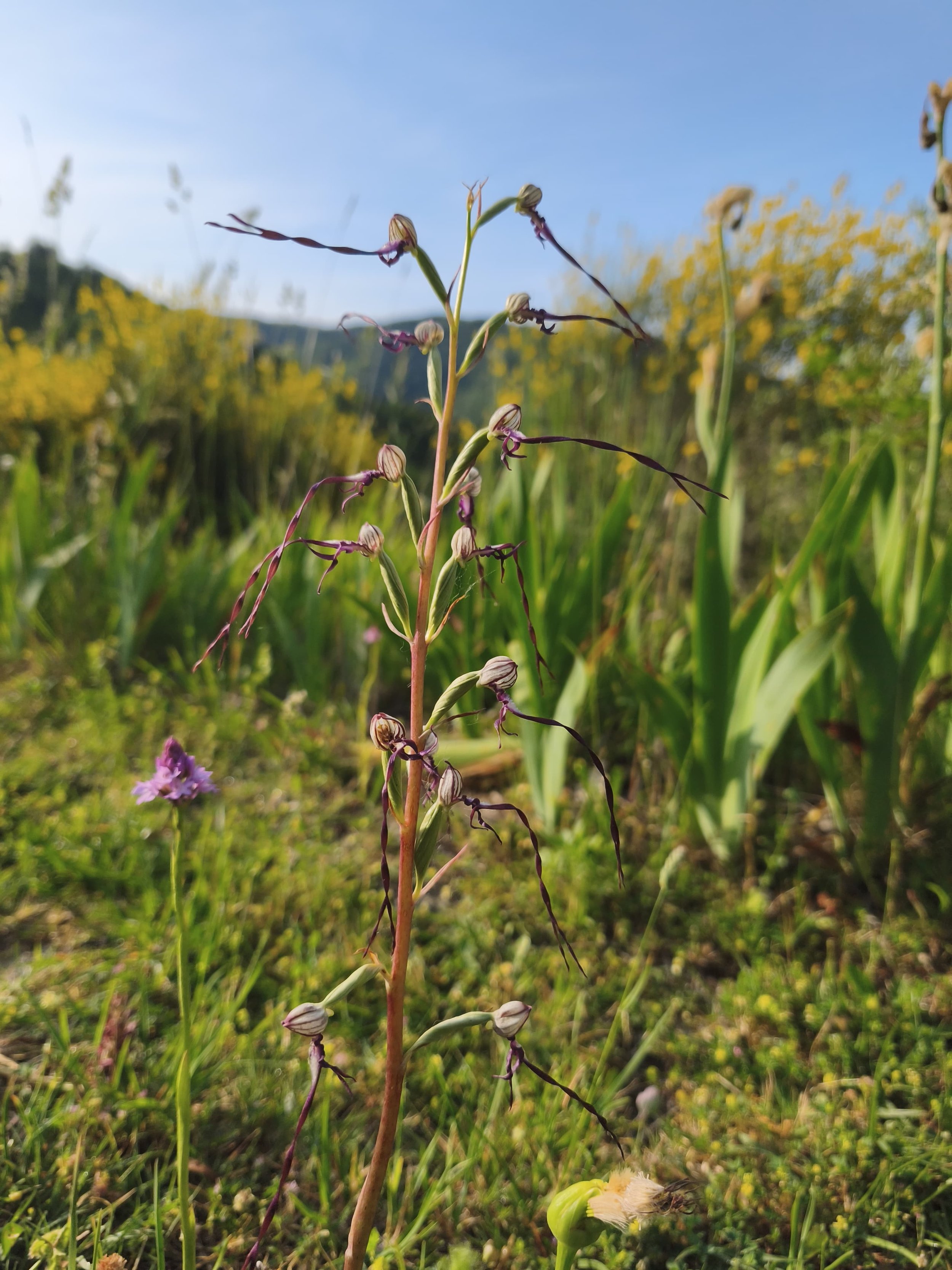 Lizard Orchid