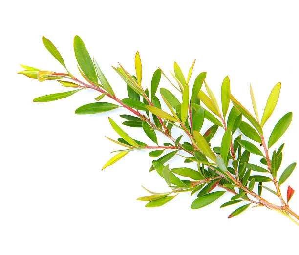  Tea Tree Oil   
Healing, Anti-Fungal