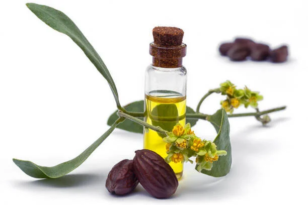  Jojoba Oil   
Anti Aging, Long-Lasting Moisturization