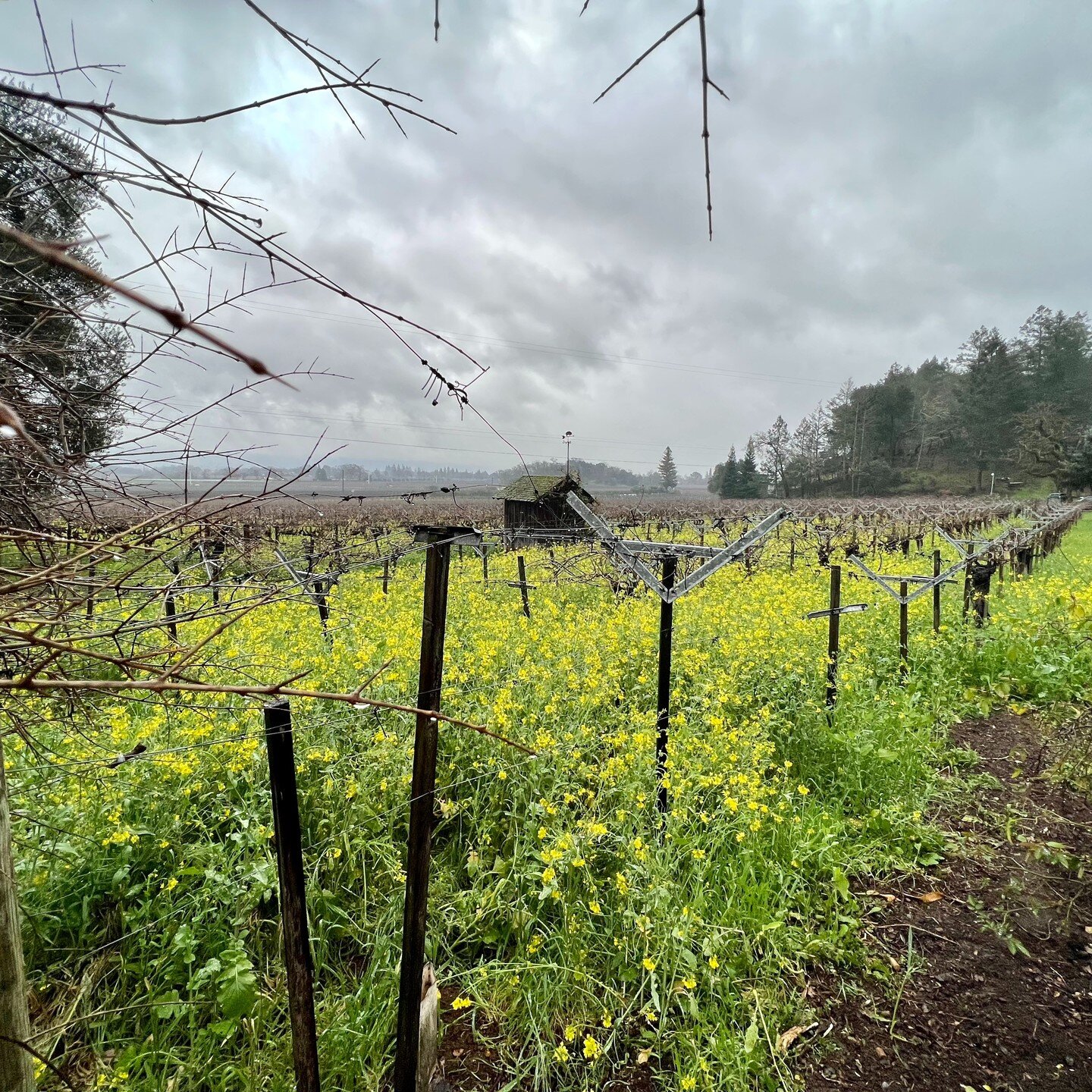 Our main mission is to change the wine industry, one organic bottle at a time.

We work with family-owned estate that dedicate their time to produce wine by respecting the planet.

Here is an example with Sonoma valley this time of the year.
A vineya