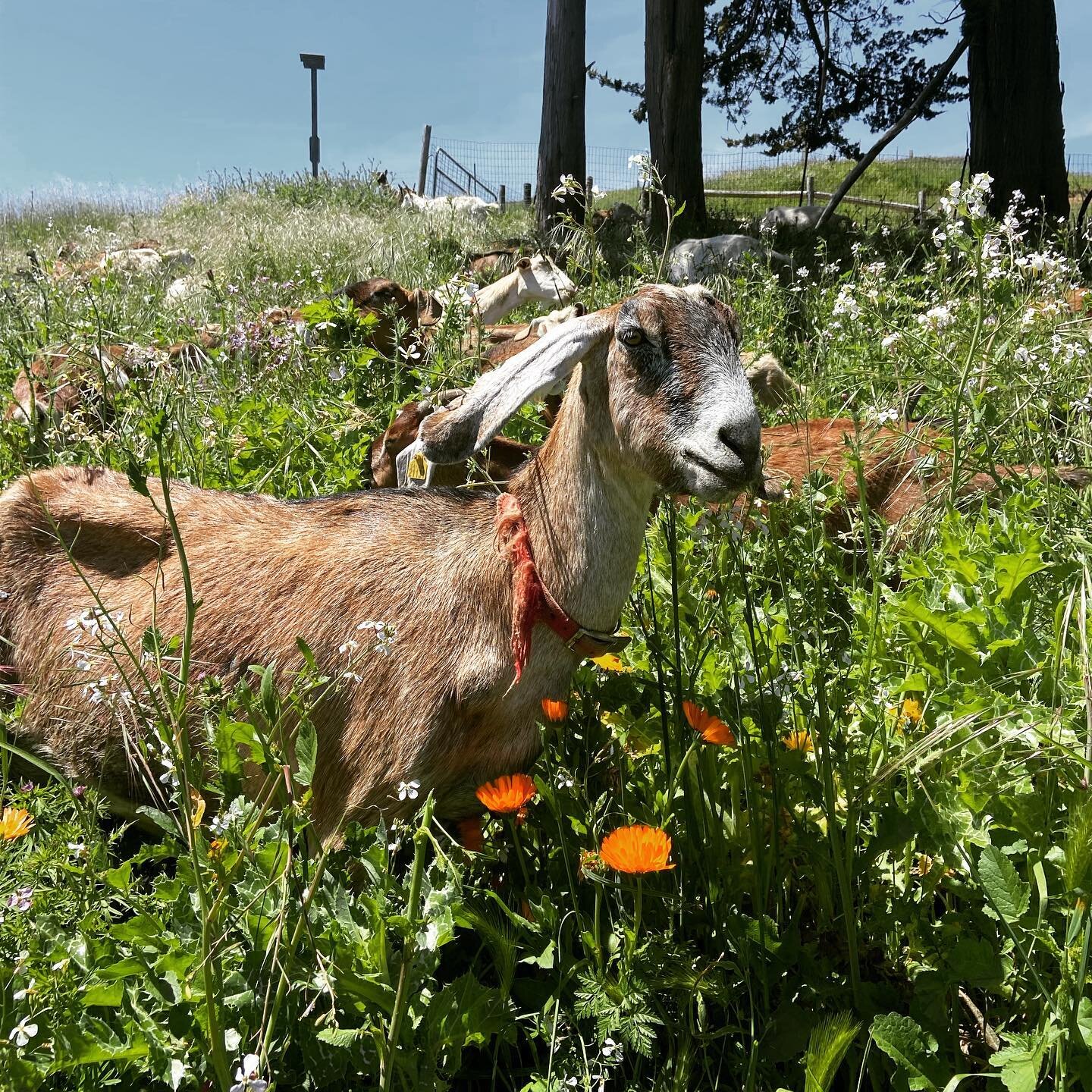 The goats are having a field day flash grazing and enjoying the wild radishes &amp; calendulas. 

We hope your Mother&rsquo;s Day weekend is as lovely. We are at Oakland &amp; Ferry Building farmers markets this weekend! Come grab cheese for mom&rsqu