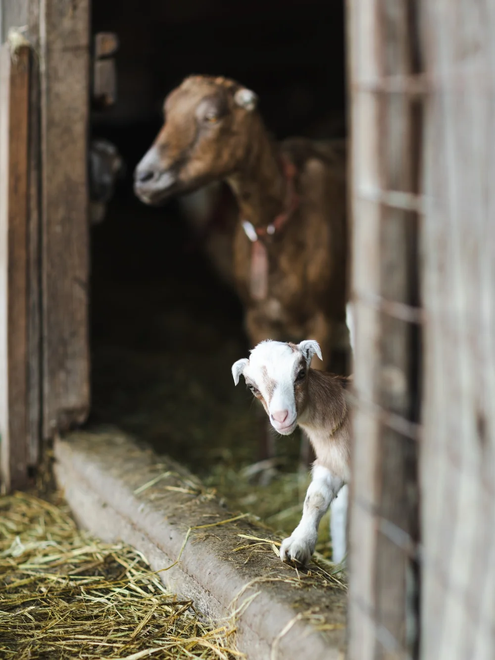 Toluma Farms & Tomales Farmstead Creamery