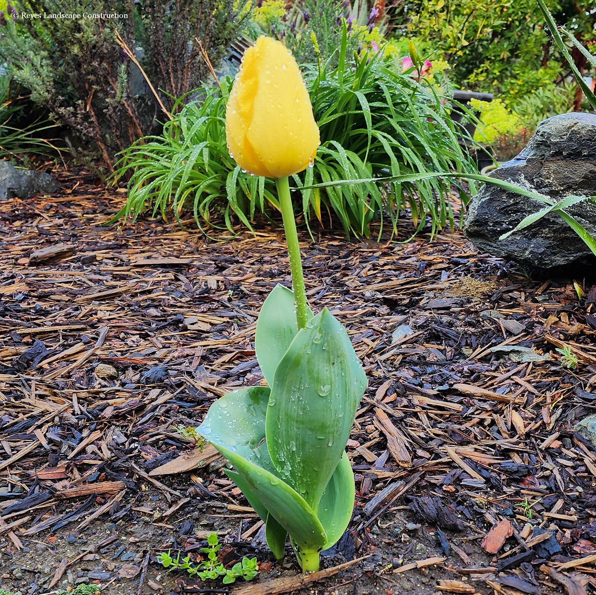 RLC - Tulip Yellow.jpg