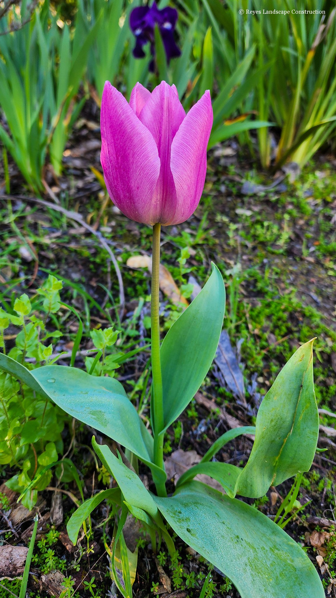 RLC - Tulip.jpg