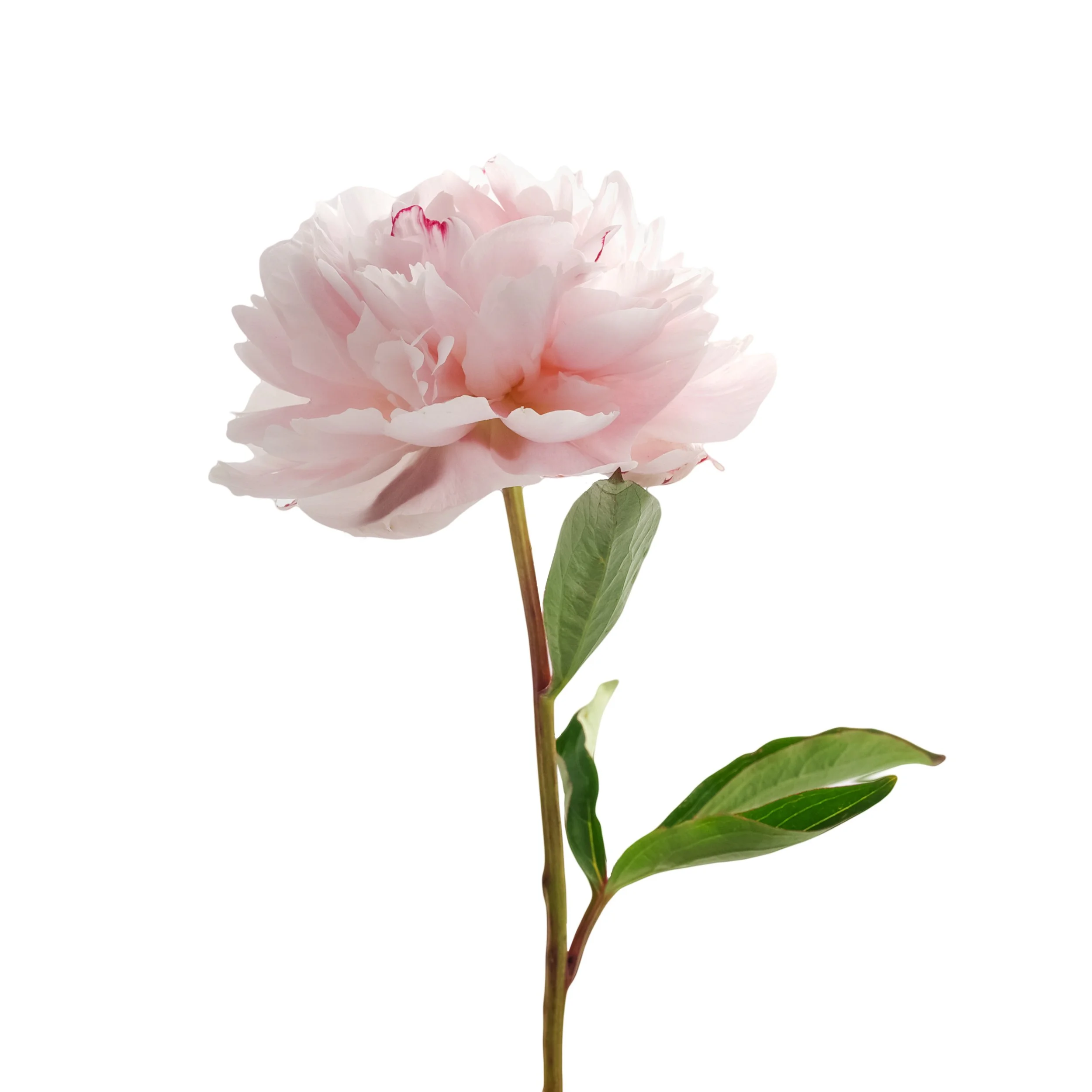 AdobeStock_114002218.jpeg
