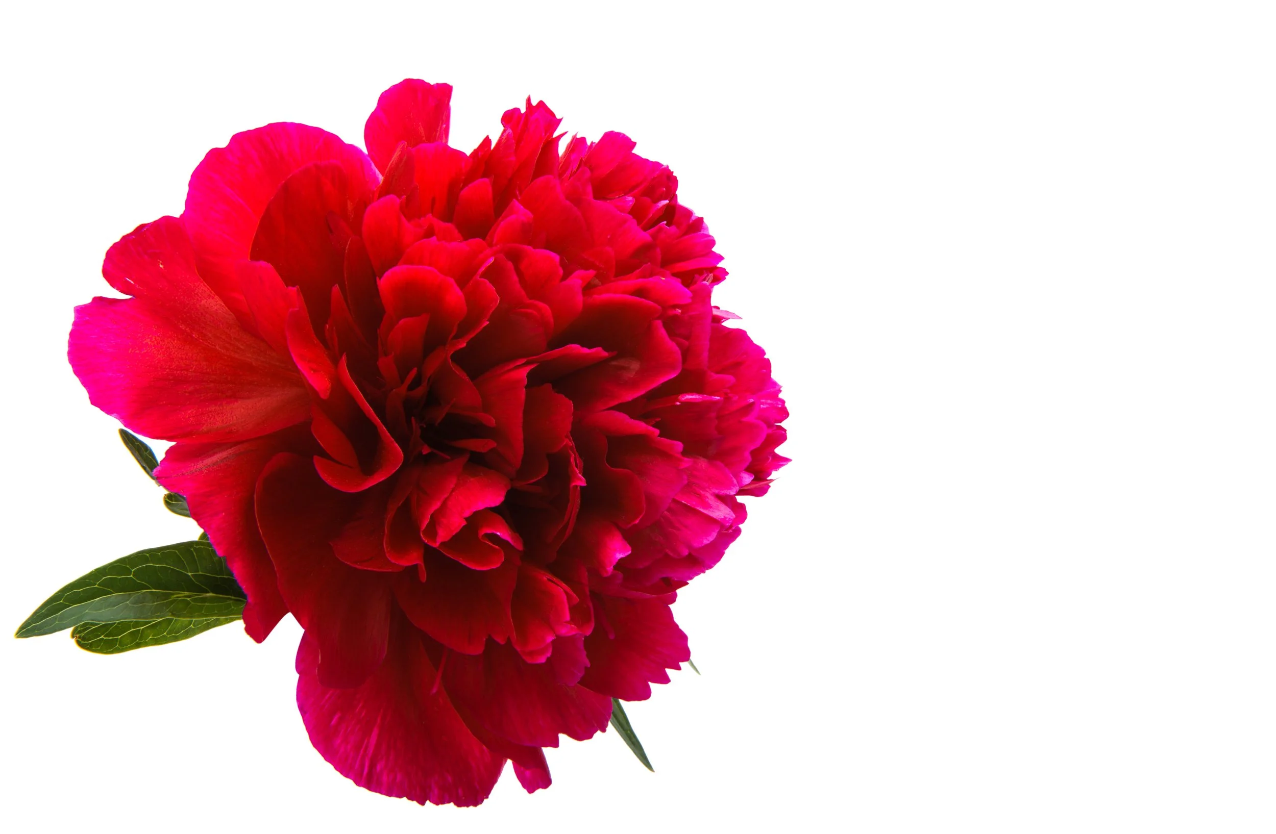 AdobeStock_153418622.jpeg