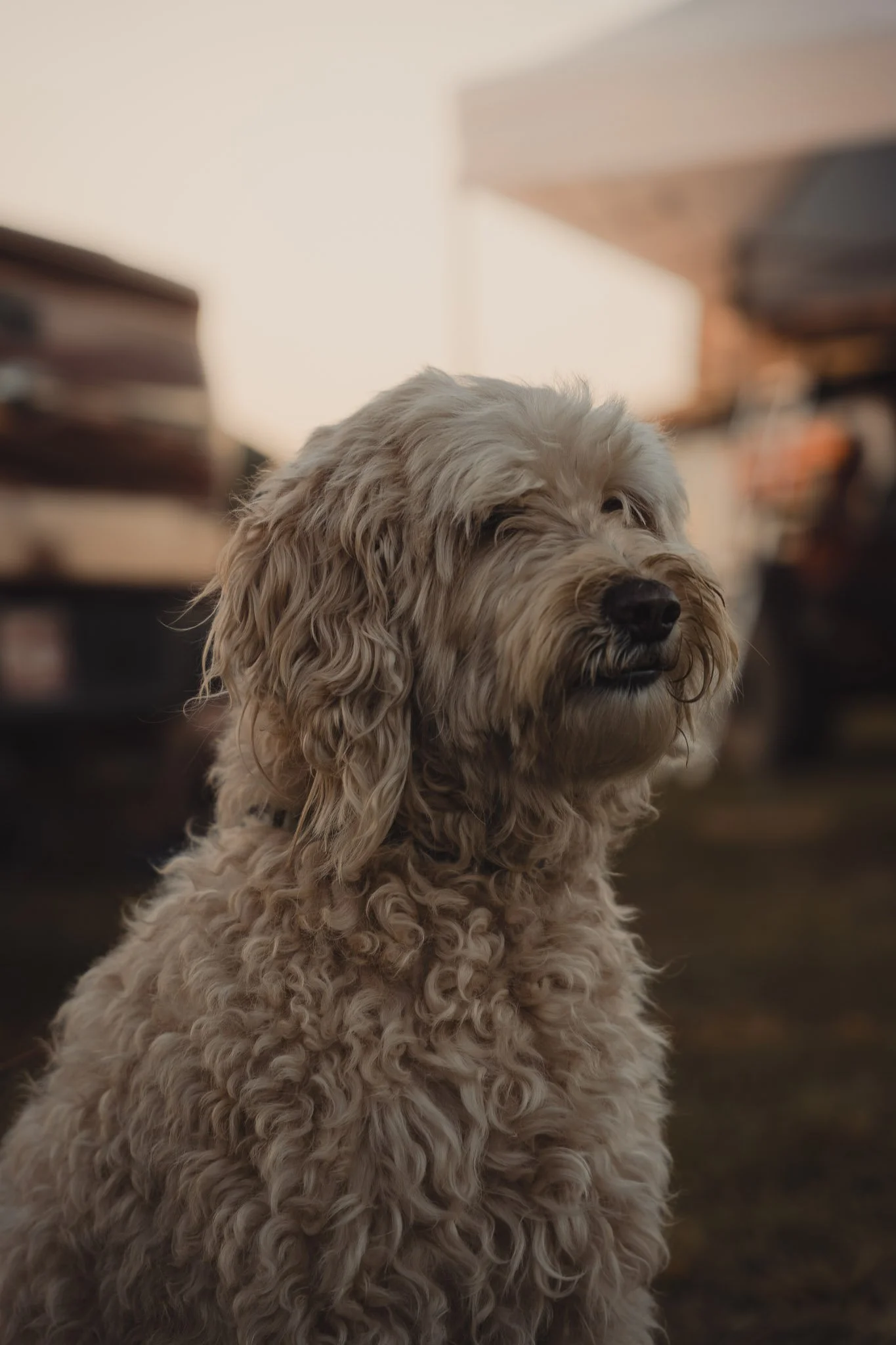 animal-portrait-sony-a7iii.jpg