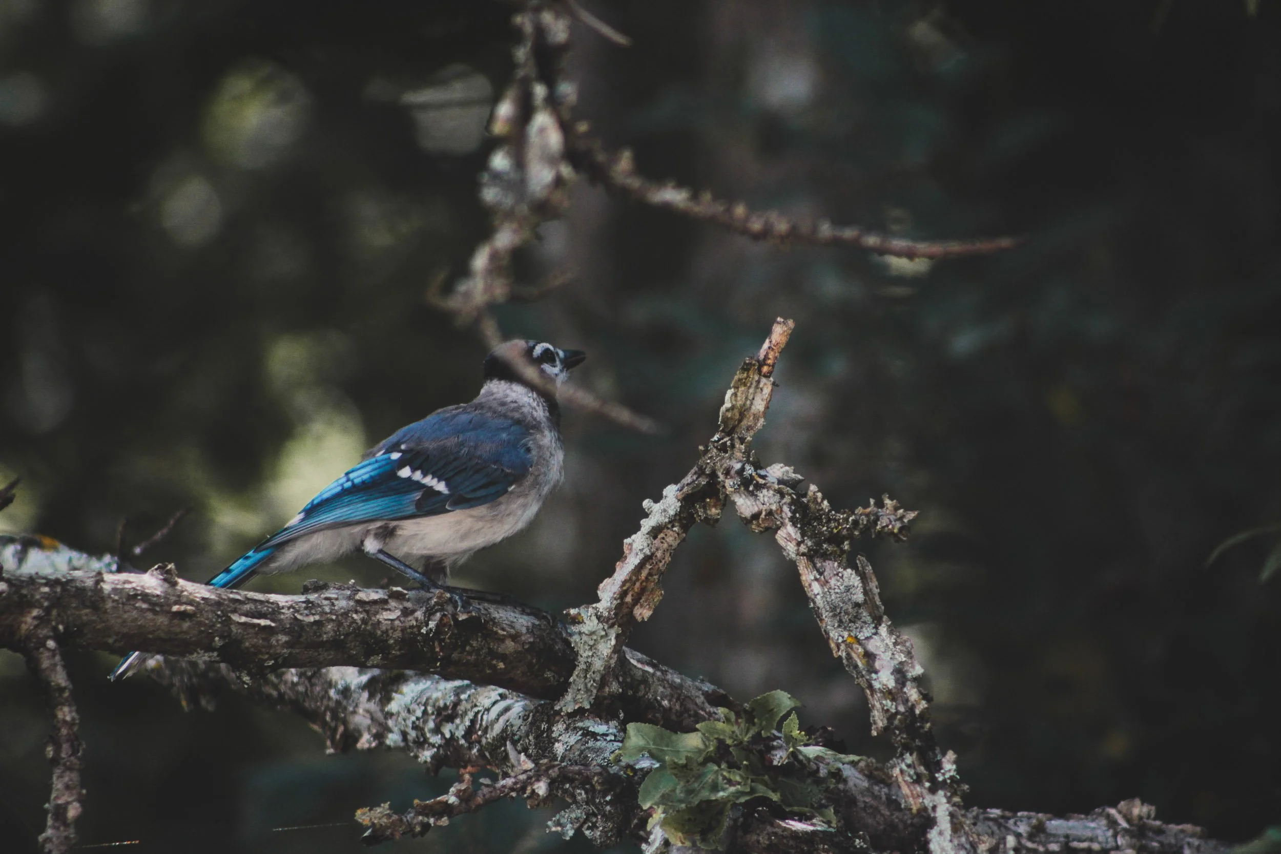 Blue Jay in a tree photographed on Rebel T7 camera.