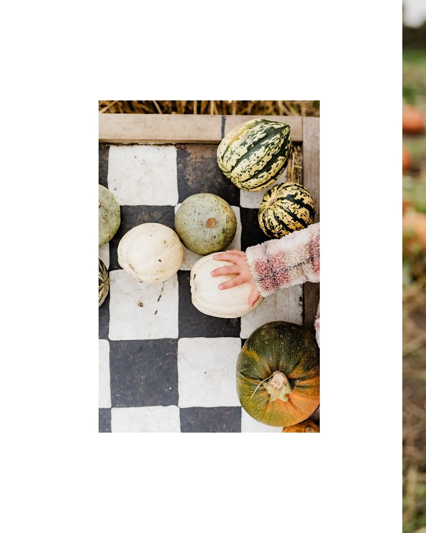 Can you tell I like Halloween? 🤷🏼&zwj;♀️🎃

#halloween #spookyseason #pumpkinpatch #cosyseason