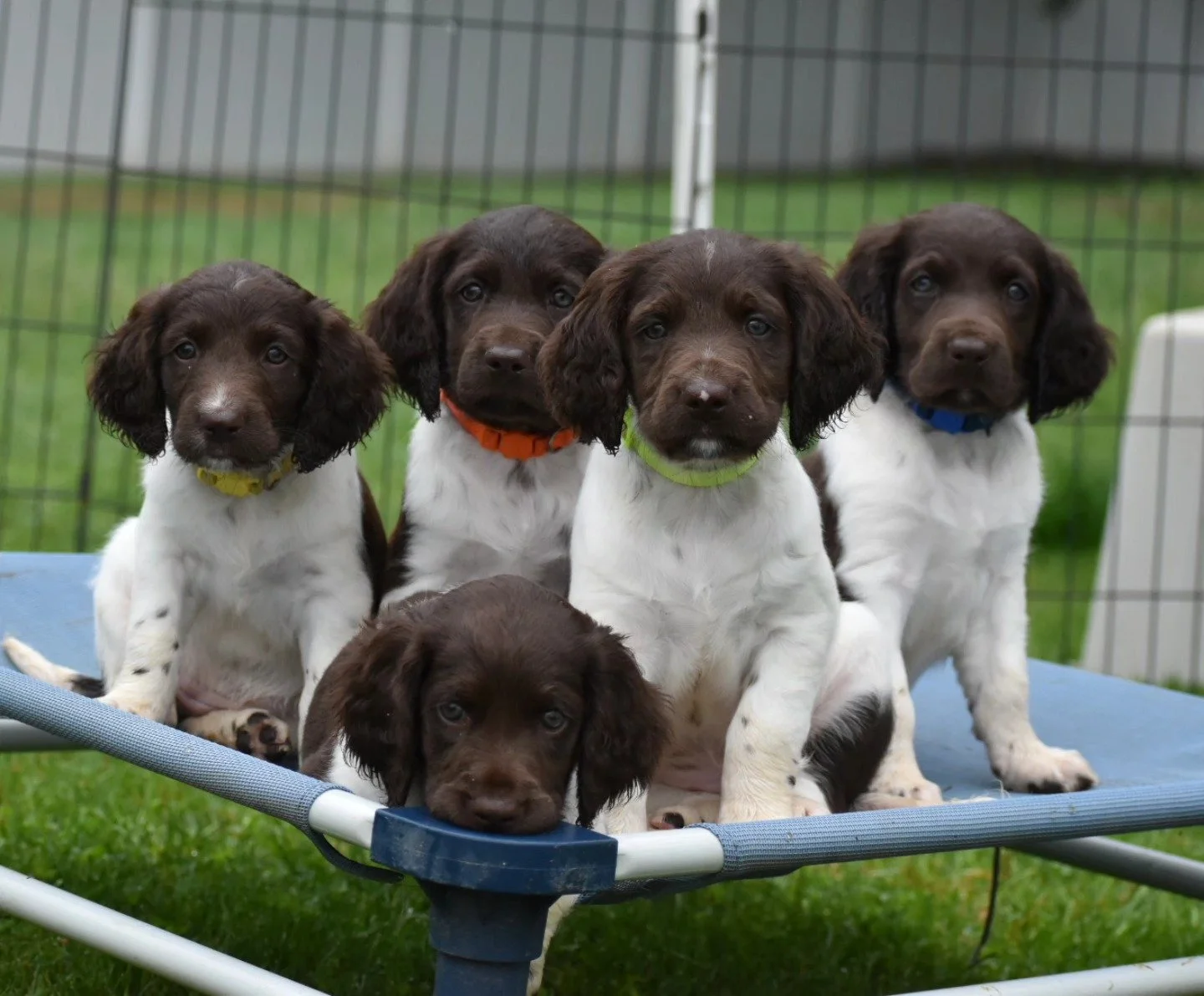 HAPPY 1ST BIRTHDAY!!! 🥳🎂
The Wildblumen B litter pups are growing into wonderful companions for hunt and home.
Thank you to all of their families 🤗💓
(Biene, Buck, Bonde, Briggs, and Banjo in front)