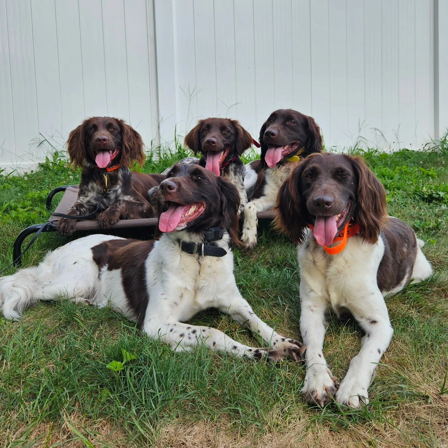 Toad's bro, Rainer, is back for a few weeks!

back row: Rainer, Toad, Archer
front row: Aura &amp; Ebbi