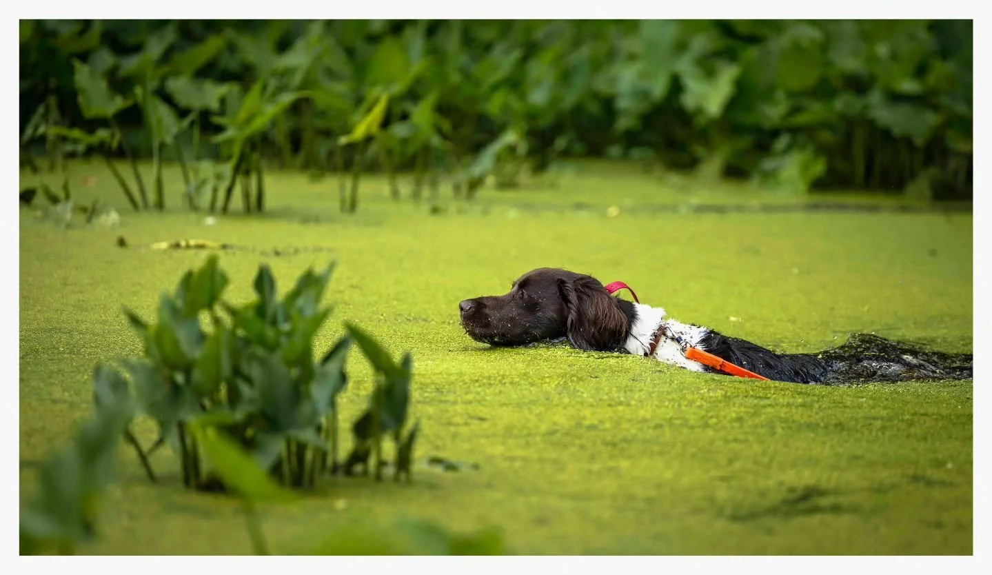 Bernie 🦆 
Weve gotten a lot done over the past month since he's been with us, and we are nearing the end of his stay. 
His owner was able to come out this weekend to get eyes on some of the water work we've been doing. Bern-dog is loving life and ha