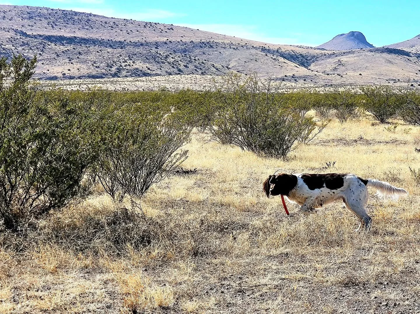 Desert feather and fur with Ebbi &amp; Archer.
A momma and her son living their best life! 
🪶🐇🌵☀️