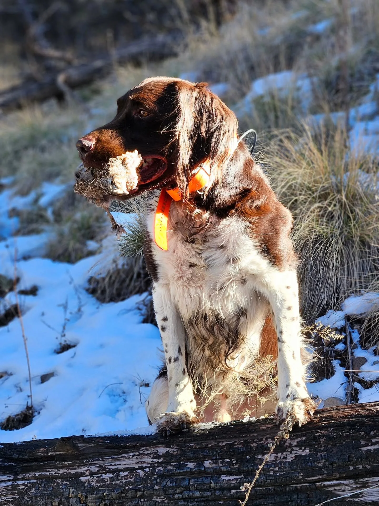 A beautiful day to chase some mearns with the very best boy. Archer 🏹