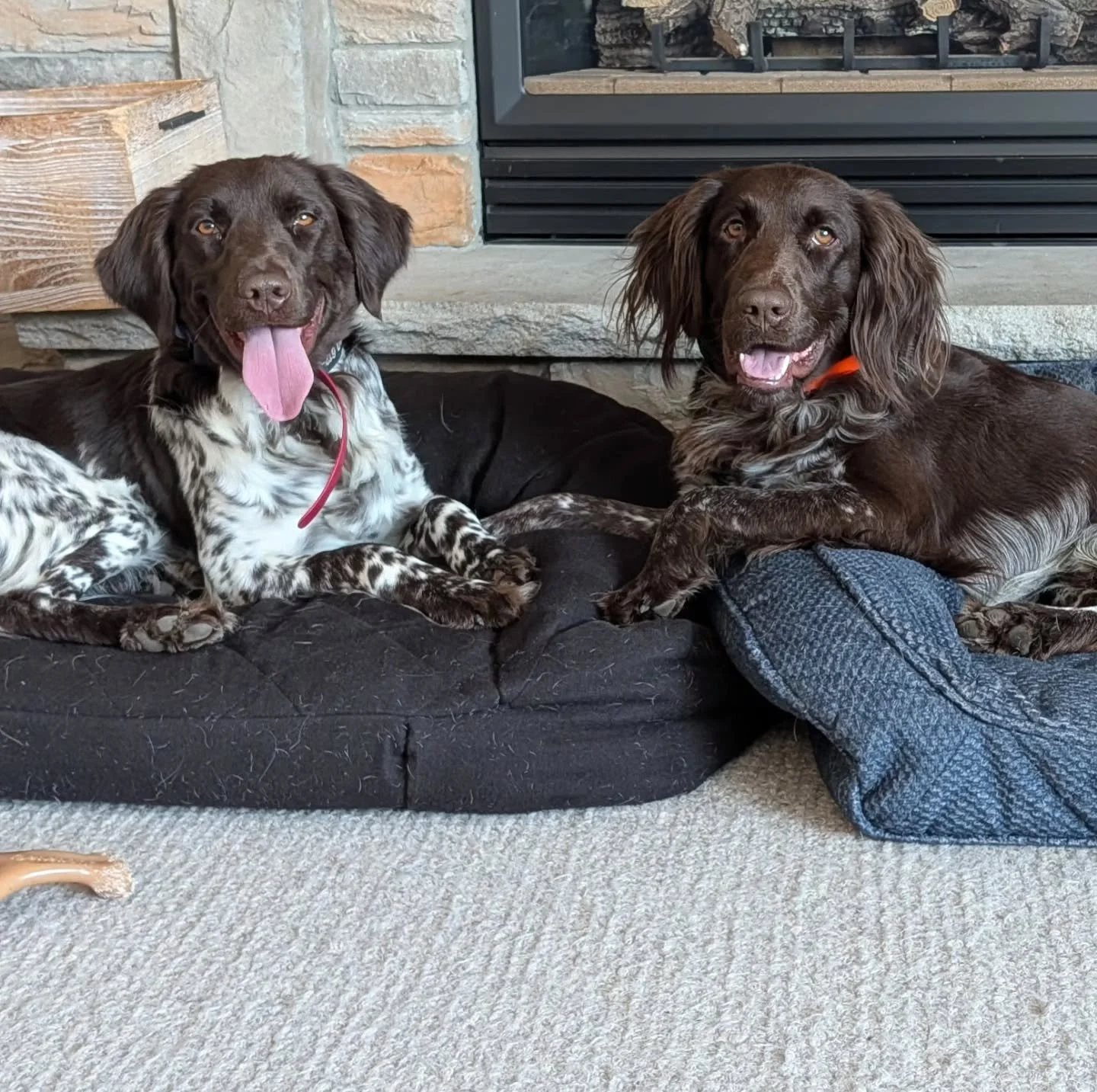 Toad &amp; Rainer - actual brothers that are owned by...brothers! It's always cool to get these updates 🧑&zwj;🤝&zwj;🧑
.
(Alric vd Eiseneiche &amp; Asher vd Eiseneiche)