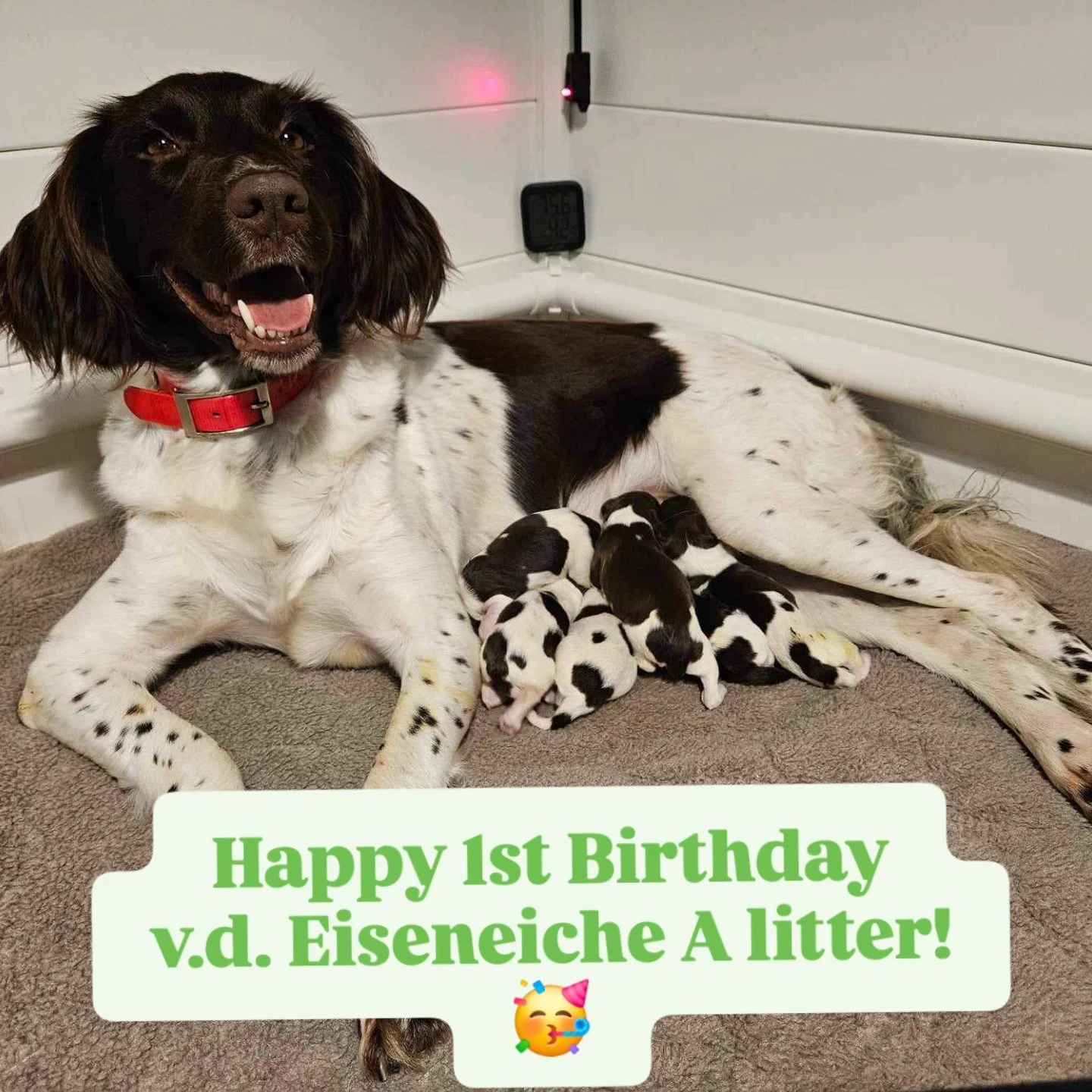 It's hard to believe it's been a whole year since Aura's first litter of pups arrived! 
We hope they continue to bring joy to their owners each and every day 💕