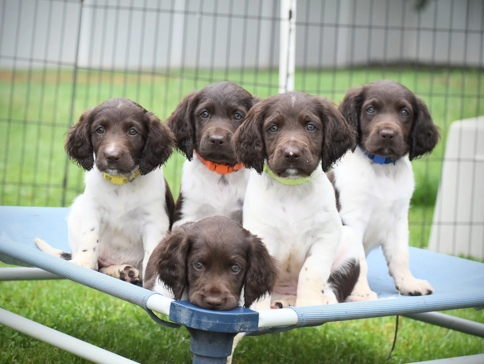 Wishing the Wildblumen B litter a VERY HAPPY BIRTHDAY!!! 🎉🎂🥳
It's been a pleasure to watch them grow!

Biene (yellow)
Buck (orange)
Bonde (lime)
Briggs (blue)
Banjo (red)

[Ebbi vom Gusseisen X Curt auf der Oberen Halbinsel]

We'll find out in a c