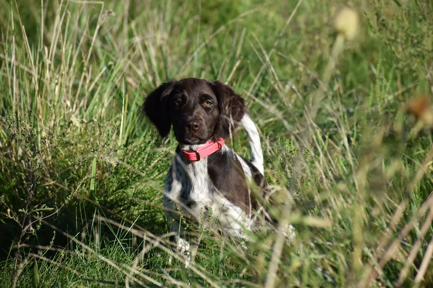 And now... Miss Bee! 🐝 

Here's she is (Beyla v.d. Eiseneiche) at 15 weeks old. 🍯