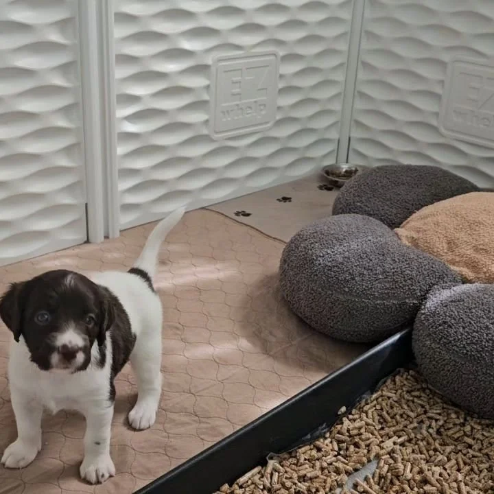 Miss Purple at 4 weeks old figuring out a bunch of stuff in today's breakfast session.
We got in back to back reps, and I was really happy with what I saw. There are some layers to this and it was awesome to see her work through it. 

Join us on Skoo