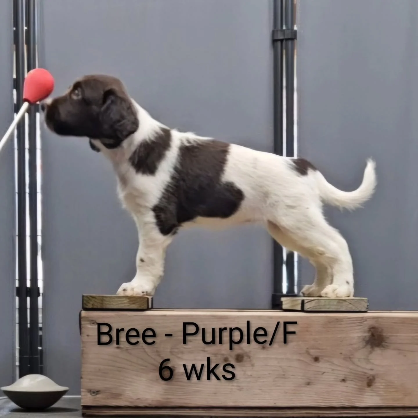 The Eiseneiche B litter turned 6 weeks old a few days ago! Time is flyyyyyying by. 

#kleinemunsterlander #versatilehuntingdog #puppies