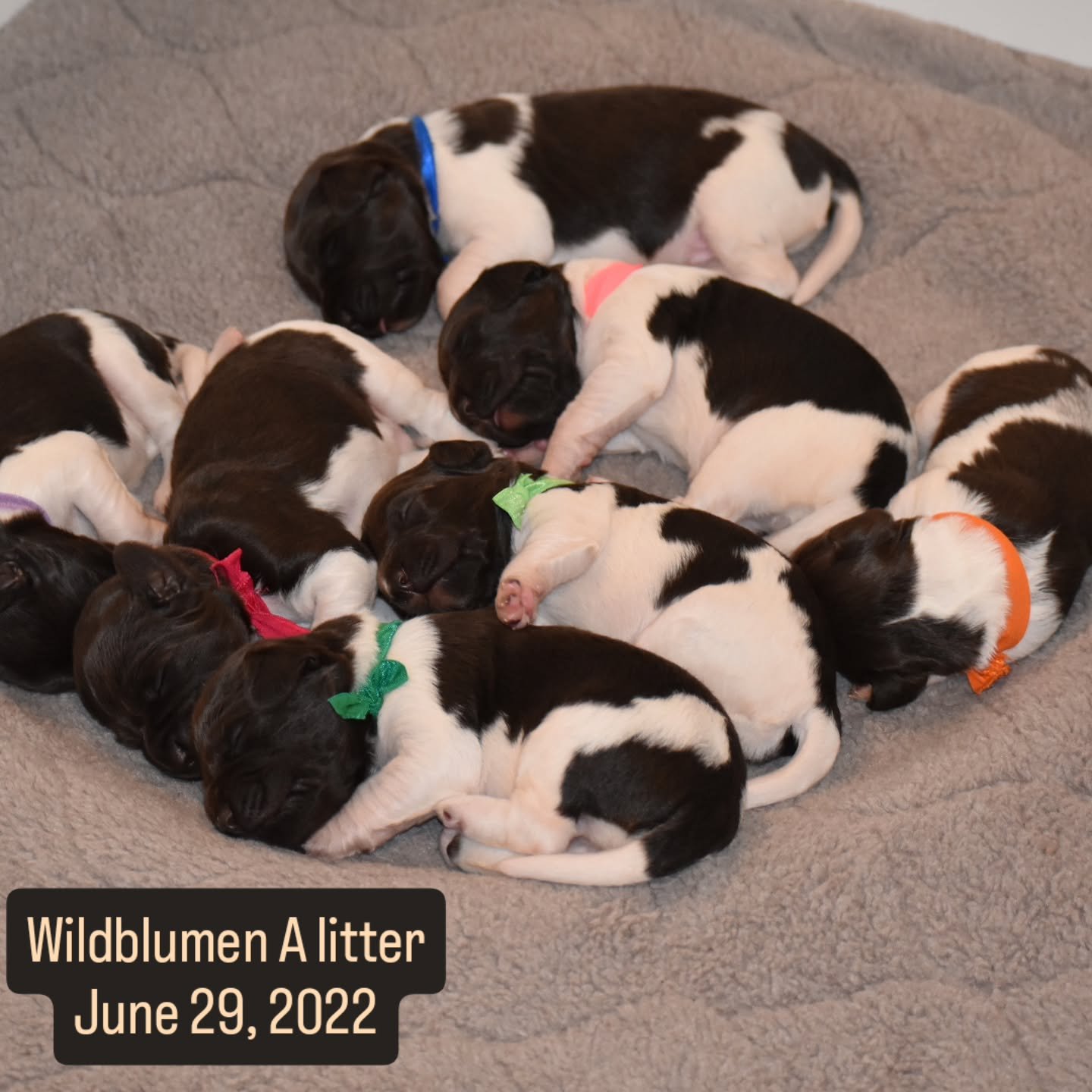 Wishing the Wildblumen A litter a very happy 4th birthday!!!
I hope your adventures have led you to fields and forests where wildflowers grow.
🎉🥳🐾🏹🦆🕊️🦝🐇🦊🦌📯